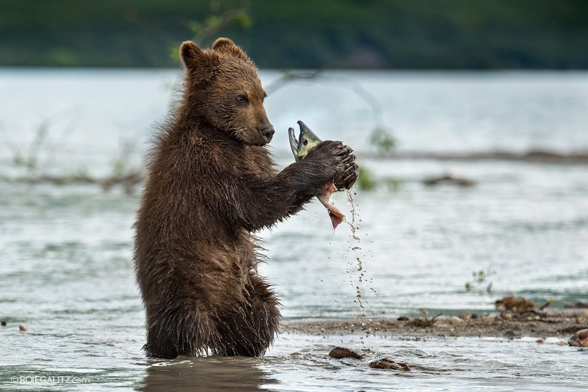 Бурый медведь рыболов
